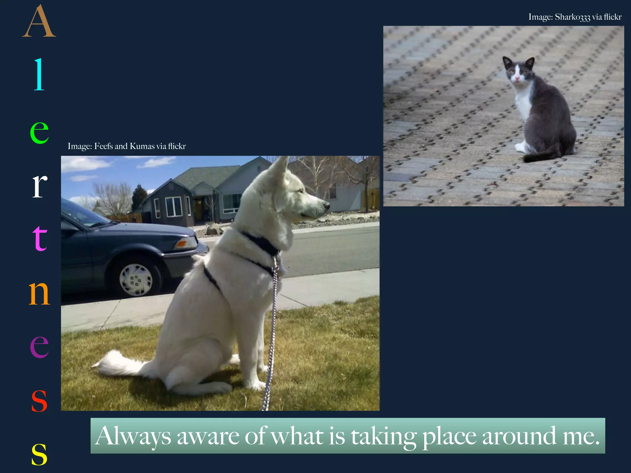 A                                                  Image: Sharko333 via ﬂickr




l
e   Image: Feefs and Kumas via ﬂickr




r
t
n
e
s
           Always aware of what is taking place around me.
s
 