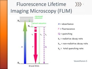 Vaseetharan.S
Fluorescence Lifetime
Imaging Microscopy (FLIM)
Vaseetharan.S
1
 