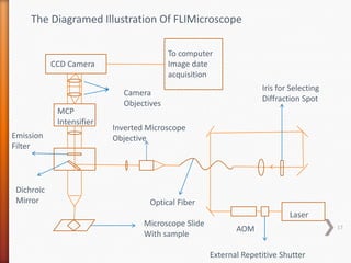 CCD Camera
MCP
Intensifier
Camera
Objectives
To computer
Image date
acquisition
Emission
Filter
Dichroic
Mirror
Microscope Slide
With sample
Laser
AOM
External Repetitive Shutter
Iris for Selecting
Diffraction Spot
Optical Fiber
Inverted Microscope
Objective
The Diagramed Illustration Of FLIMicroscope
17
 