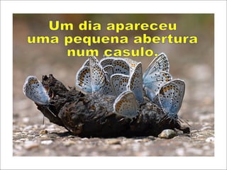 Um dia apareceu  uma pequena abertura num casulo. 