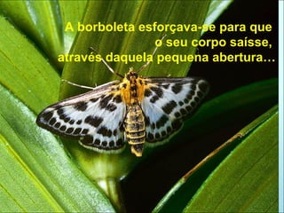 A borboleta esforçava-se para que  o seu corpo saísse,  através daquela pequena abertura… 