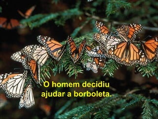 O homem decidiu ajudar a borboleta. 