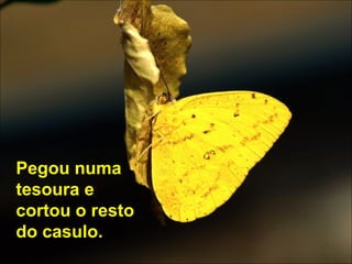 Pegou numa tesoura e cortou o resto do casulo. 