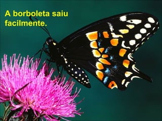 A borboleta saiu facilmente. 