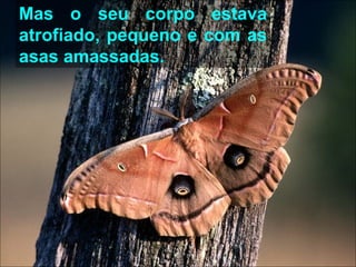 Mas o seu corpo estava atrofiado, pequeno e com as asas amassadas. 