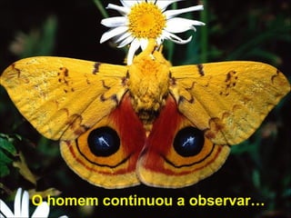 O homem continuou a observar… 