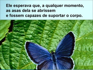 Ele esperava que, a qualquer momento,  as asas dela se abrissem  e fossem capazes de suportar o corpo. 