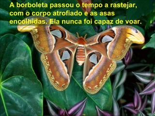 A borboleta passou o tempo a rastejar, com o corpo atrofiado e as asas encolhidas. Ela nunca foi capaz de voar. 