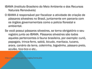 IBAMA (Instituto Brasileiro do Meio Ambiente e dos Recursos
Naturais Renováveis)
O IBAMA é responsável por fiscalizar a atividade de criação de
pássaros silvestres no Brasil, juntamente em parceria com
os órgãos governamentais como a policia florestal e
ambiental.
Se você possui pássaros silvestres, se torna obrigatório o seu
registro junto ao IBAMA. Pássaros silvestres são todos
aqueles pertencentes à fauna brasileira, por exemplo: curió,
papagaio, trinca-ferro, sabiá, bicudo, maritaca, tucano,
arara, canário da terra, coleirinha, bigodinho, pássaro preto,
azulão, tico-tico e etc..
http://www.ibama.gov.br/cogeq/home.php

 