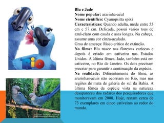 Blu e Jade
Nome popular: ararinha-azul
Nome científico: Cyanopsitta spixi
Características: Quando adulta, mede entre 55
cm e 57 cm. Delicada, possui vários tons de
azul-claro com cauda e asas longas. Na cabeça,
assume uma cor cinza-azulado.
Grau de ameaça: Risco crítico de extinção.
No filme: Blu nasce nas florestas cariocas e
depois é criado em cativeiro nos Estados
Unidos. A última fêmea, Jade, também está em
cativeiro, no Rio de Janeiro. Os dois precisam
procriar para garantir a continuação da espécie.
Na realidade: Diferentemente do filme, as
ararinhas-azuis não ocorriam no Rio, mas nas
regiões de mata de galeria do sul da Bahia. A
última fêmea da espécie vista na natureza
desapareceu dos radares dos pesquisadores que
monitoravam em 2000. Hoje, restam cerca de
73 exemplares em cinco cativeiros ao redor do
mundo.

 