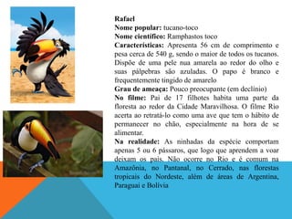 Rafael
Nome popular: tucano-toco
Nome científico: Ramphastos toco
Características: Apresenta 56 cm de comprimento e
pesa cerca de 540 g, sendo o maior de todos os tucanos.
Dispõe de uma pele nua amarela ao redor do olho e
suas pálpebras são azuladas. O papo é branco e
frequentemente tingido de amarelo
Grau de ameaça: Pouco preocupante (em declínio)
No filme: Pai de 17 filhotes habita uma parte da
floresta ao redor da Cidade Maravilhosa. O filme Rio
acerta ao retratá-lo como uma ave que tem o hábito de
permanecer no chão, especialmente na hora de se
alimentar.
Na realidade: As ninhadas da espécie comportam
apenas 5 ou 6 pássaros, que logo que aprendem a voar
deixam os pais. Não ocorre no Rio e é comum na
Amazônia, no Pantanal, no Cerrado, nas florestas
tropicais do Nordeste, além de áreas de Argentina,
Paraguai e Bolívia

 