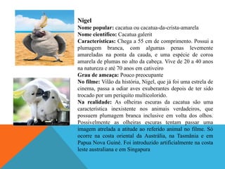 Nigel
Nome popular: cacatua ou cacatua-da-crista-amarela
Nome científico: Cacatua galerit
Características: Chega a 55 cm de comprimento. Possui a
plumagem branca, com algumas penas levemente
amareladas na ponta da cauda, e uma espécie de coroa
amarela de plumas no alto da cabeça. Vive de 20 a 40 anos
na natureza e até 70 anos em cativeiro
Grau de ameaça: Pouco preocupante
No filme: Vilão da história, Nigel, que já foi uma estrela de
cinema, passa a odiar aves exuberantes depois de ter sido
trocado por um periquito multicolorido.
Na realidade: As olheiras escuras da cacatua são uma
característica inexistente nos animais verdadeiros, que
possuem plumagem branca inclusive em volta dos olhos.
Possivelmente as olheiras escuras tentam passar uma
imagem atrelada a atitude ao referido animal no filme. Só
ocorre na costa oriental da Austrália, na Tasmânia e em
Papua Nova Guiné. Foi introduzido artificialmente na costa
leste australiana e em Singapura

 