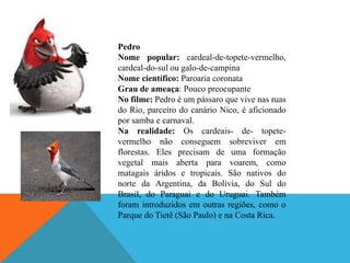 Pedro
Nome popular: cardeal-de-topete-vermelho,
cardeal-do-sul ou galo-de-campina
Nome científico: Paroaria coronata
Grau de ameaça: Pouco preocupante
No filme: Pedro é um pássaro que vive nas ruas
do Rio, parceiro do canário Nico, é aficionado
por samba e carnaval.
Na realidade: Os cardeais- de- topetevermelho não conseguem sobreviver em
florestas. Eles precisam de uma formação
vegetal mais aberta para voarem, como
matagais áridos e tropicais. São nativos do
norte da Argentina, da Bolívia, do Sul do
Brasil, do Paraguai e do Uruguai. Também
foram introduzidos em outras regiões, como o
Parque do Tietê (São Paulo) e na Costa Rica.

 