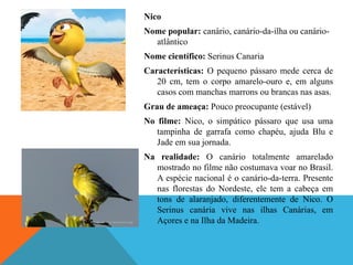 Nico
Nome popular: canário, canário-da-ilha ou canárioatlântico
Nome científico: Serinus Canaria
Características: O pequeno pássaro mede cerca de
20 cm, tem o corpo amarelo-ouro e, em alguns
casos com manchas marrons ou brancas nas asas.
Grau de ameaça: Pouco preocupante (estável)
No filme: Nico, o simpático pássaro que usa uma
tampinha de garrafa como chapéu, ajuda Blu e
Jade em sua jornada.
Na realidade: O canário totalmente amarelado
mostrado no filme não costumava voar no Brasil.
A espécie nacional é o canário-da-terra. Presente
nas florestas do Nordeste, ele tem a cabeça em
tons de alaranjado, diferentemente de Nico. O
Serinus canária vive nas ilhas Canárias, em
Açores e na Ilha da Madeira.

 