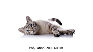 Population: 200 - 600 m
 