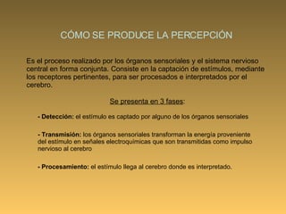 CÓMO SE PRODUCE LA PERCEPCIÓN Es el proceso realizado por los órganos sensoriales y el sistema nervioso central en forma conjunta. Consiste en la captación de estímulos, mediante los receptores pertinentes, para ser procesados e interpretados por el cerebro. Se presenta en 3 fases : -   Detección:  el estímulo es captado por alguno de los órganos sensoriales - Transmisión:  los órganos sensoriales transforman la energía proveniente del estímulo en señales electroquímicas que son transmitidas como impulso nervioso al cerebro -   Procesamiento:  el estímulo llega al cerebro donde es interpretado.   
