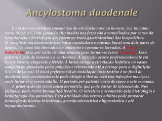 É um dos nematódeos causadores da ancilostomose no homem. Seu tamanho
varia de 0,8 a 1,3 cm. Quando eliminados nas fezes são avermelhados por causa da
hematofagia e histiofagia que fazem no trato gastrintestinal dos hospedeiros.
O Ancylostoma duodenale tem bolsa copuladora e cápsula bucal com dois pares de
dentes. Os ovos são liberados no ambiente e tornam-se larvados. A Larva
Rabditóide leva por volta de uma semana para tornar-se larva Filarióide. Essa
penetra a pele do homem e o contamina. A infecção ocorre preferencialmente em
locais baixos, alagáveis e férteis. A larva atinge a circulação linfática ou vasos
sangüíneos, passando pelos pulmões e retornando até a faringe para a deglutição
(Ciclo de Looss). O local preferencial de instalação no intestino é no final do
duodeno, mas ocasionalmente pode atingir o íleo ou ceco (em infecções maciças),
onde torna-se o verme adulto. O período pré-patente varia de cinco a sete semanas.
A penetração da larva causa dermatite, que pode variar de intensidade. Nos
pulmões, pode haver bronquite/alveolite. O intestino é acometido pela histiofagia e
hematofagia dos parasitas. Esta atividade dos vermes adultos pode provocar
formação de úlceras intestinais, anemia microcítica e hipocrômica e até
hipoproteinemia.
 
