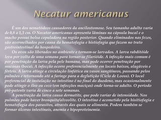 É um dos nematódeos causadores da ancilostomose. Seu tamanho adulto varia
de 0,8 a 1,3 cm. O Necator americanus apresenta lâminas na cápsula bucal e o
macho possui bolsa copuladora na região posterior. Quando eliminados nas fezes,
são avermelhados por causa da hematofagia e histiofagia que fazem no trato
gastrointestinal do hospedeiro.
Os ovos são liberados no ambiente e tornam-se larvados. A larva rabditóide
leva por volta de uma semana para tornar-se filarióide. A infecção mais comum é
por penetração da larva pela pele humana, mas pode ocorrer penetração por
mucosas (boca). A infecção ocorre preferencialmente em locais baixos, alagáveis e
férteis. A larva atinge a circulação linfática ou vasos sangüíneos, passando pelos
pulmões e retornando até a faringe para a deglutição (Ciclo de Looss). O local
preferencial de instalação no intestino é no final do duodeno, mas ocasionalmente
pode atingir o íleo ou ceco (em infecções maciças) onde torna-se adulto. O período
pré-patente varia de cinco a sete semanas.
A penetração da larva causa dermatite, que pode variar de intensidade. Nos
pulmões pode haver bronquite/alveolite. O intestino é acometido pela hisitiofagia e
hematofagia dos parasitos, através das quais se alimenta. Podem também se
formar úlceras intestinais, anemia e hipoproteinemia.
 