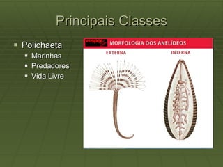 Principais Classes Polichaeta Marinhas Predadores Vida Livre 
