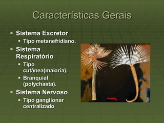 Características Gerais Sistema Excretor  Tipo metanefridiano. Sistema Respiratório  Tipo cutânea(maioria).  Branquial (polychaeta). Sistema Nervoso  Tipo ganglionar centralizado 