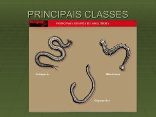 PRINCIPAIS CLASSES 