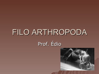 FILO ARTHROPODA Prof. Édio 