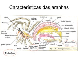 Características das aranhas Pedipalpos 