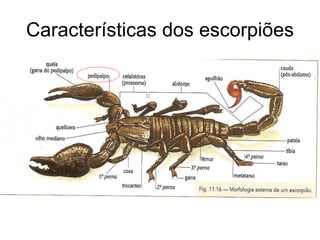 Características dos escorpiões 