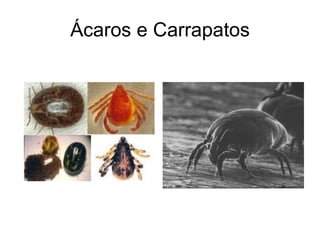 Ácaros e Carrapatos 