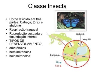Classe Insecta Corpo dividido em três partes: Cabeça, tórax e abdome Respiração traqueal Reprodução sexuada e fecundação interna TIPOS DE DESENVOLVIMENTO: ametábulos hemimetábulos holometábolos traquéia traquéia Estigma 