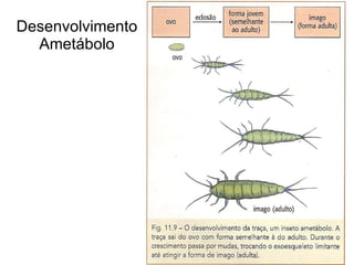 Desenvolvimento Ametábolo 