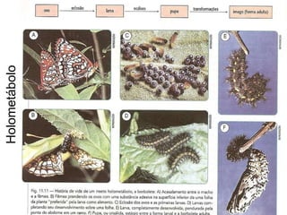 Holometábolo 