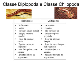 Classe Diplopoda e Classe Chilopoda Diplopodos Quilópodos        herbívoros        lentos        enrolam-se em espiral        Secção corporal circular        1 par de antenas curtas        2 patas curtas por segmento        sem forcípulas , sem veneno        grande numero de segmentos        carnívoros        rápidos        não enrolam-se        secção corporal achatada        1 par de antenas longas        1 par de patas longas por segmento        com forcipulas e veneno        pequeno numero de segmentos 