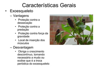 Características Gerais Exoesqueleto Vantagens Proteção contra a dessecação Proteção contra a predação Proteção contra força da gravidade Local de inserção dos músculos Desvantagem Obriga o crescimento descontínuo, tornando necessário a mudo ou ecdise que é a troca periódica do exoesqueleto  