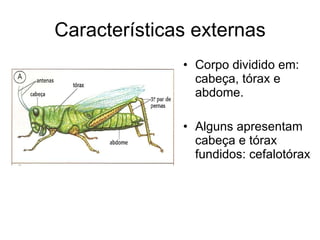 Características externas Corpo dividido em: cabeça, tórax e abdome. Alguns apresentam cabeça e tórax fundidos: cefalotórax 