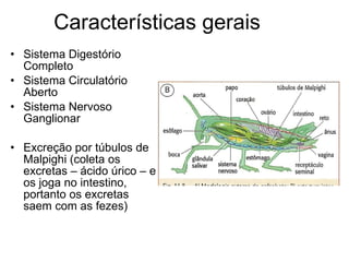 Características gerais Sistema Digestório Completo Sistema Circulatório Aberto Sistema Nervoso Ganglionar Excreção por túbulos de Malpighi (coleta os excretas – ácido úrico – e os joga no intestino, portanto os excretas saem com as fezes) 