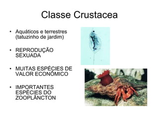 Classe Crustacea Aquáticos e terrestres (tatuzinho de jardim) REPRODUÇÃO SEXUADA MUITAS ESPÉCIES DE VALOR ECONÔMICO IMPORTANTES ESPÉCIES DO ZOOPLÂNCTON 
