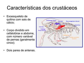 Características dos crustáceos Exoesqueleto de quitina com sais de cálcio; Corpo dividido em cefalotórax e abdome, com número variável de pernas (geralmente cinco); Dois pares de antenas. 