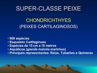 SUPER-CLASSE PEIXE CHONDRICHTHYES (PEIXES CARTILAGINOSOS) 900 espécies Esqueleto Cartilaginoso Espécies de 15 cm a 10 metros Aquáticos (grande maioria marinhos) Principais representantes: Raias, Tubarões e Quimeras 