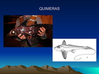 QUIMERAS 