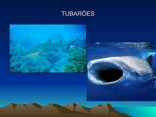 TUBARÕES 