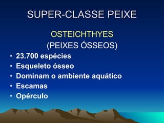 SUPER-CLASSE PEIXE OSTEICHTHYES (PEIXES ÓSSEOS) 23.700 espécies Esqueleto ósseo Dominam o ambiente aquático Escamas  Opérculo 