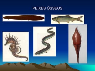 PEIXES ÓSSEOS 