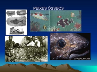 PEIXES ÓSSEOS 