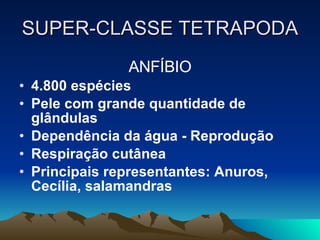 SUPER-CLASSE TETRAPODA ANFÍBIO 4.800 espécies Pele com grande quantidade de glândulas Dependência da água - Reprodução Respiração cutânea Principais representantes: Anuros, Cecília, salamandras 