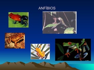 ANFÍBIOS 