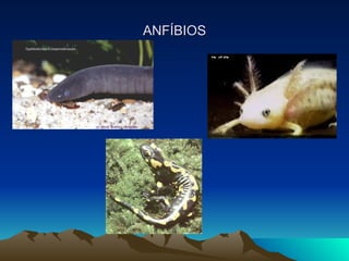 ANFÍBIOS 