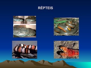 RÉPTEIS 