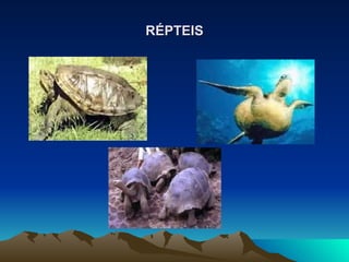 RÉPTEIS 