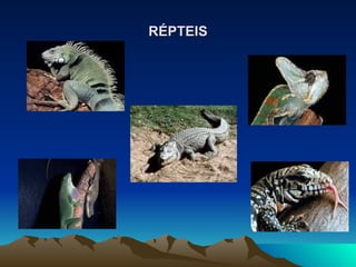 RÉPTEIS 